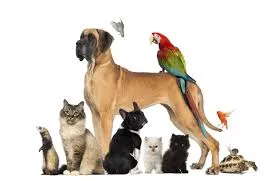 Negative Effects on Indoor Air Quality Caused by Pets in a Home