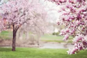 Why-Is-Spring-A-Good-Season-For-Air-Duct-Cleaning